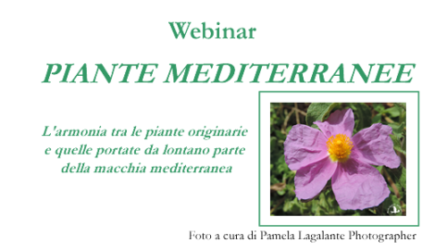 piante mediterranee_face